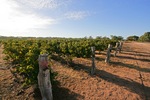 Cadell Vineyards, South Australia