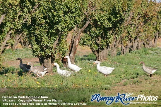 Geese on Cadell organic farm