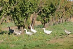 Geese on Cadell organic farm