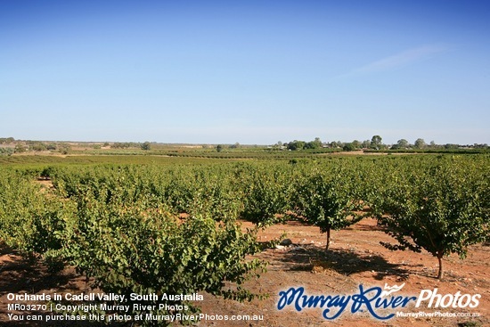 Orchards in Cadell Valley, South Australia