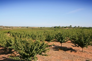 Orchards in Cadell Valley, South Australia