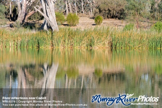 River reflections near Cadell