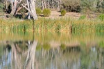 River reflections near Cadell