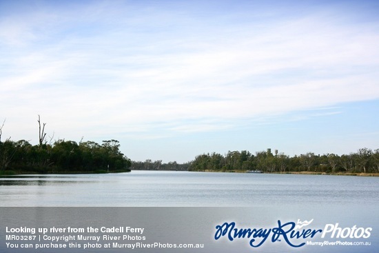 Looking up river from the Cadell Ferry