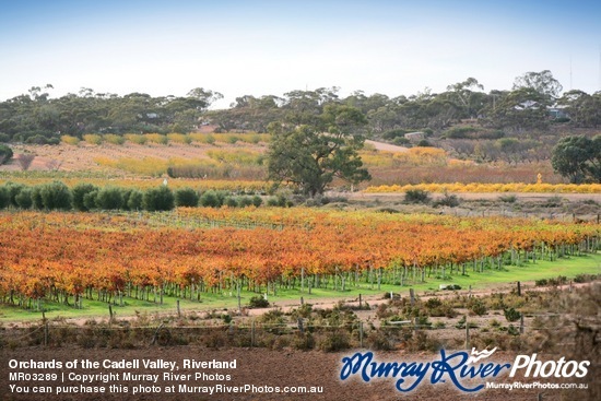 Orchards of the Cadell Valley, Riverland