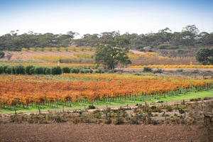 Orchards of the Cadell Valley, Riverland