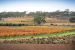 Orchards of the Cadell Valley, Riverland