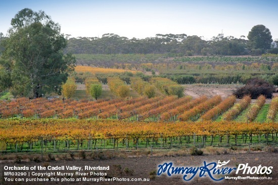 Orchards of the Cadell Valley, Riverland