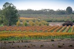 Orchards of the Cadell Valley, Riverland