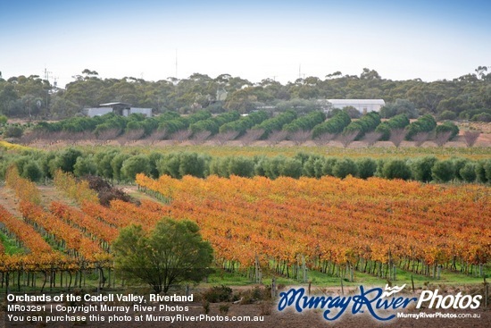 Orchards of the Cadell Valley, Riverland