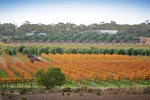 Orchards of the Cadell Valley, Riverland