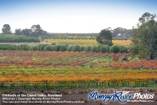 Orchards of the Cadell Valley, Riverland