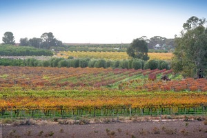 Orchards of the Cadell Valley, Riverland