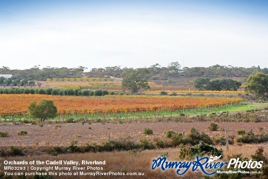 Orchards of the Cadell Valley, Riverland