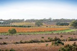 Orchards of the Cadell Valley, Riverland