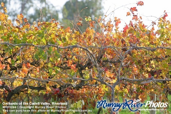 Orchards of the Cadell Valley, Riverland