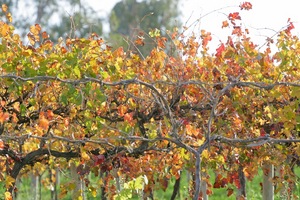 Orchards of the Cadell Valley, Riverland