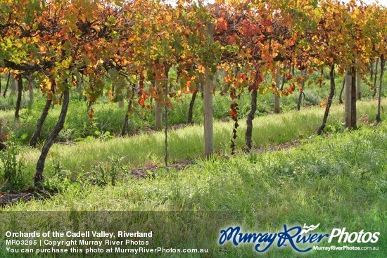 Orchards of the Cadell Valley, Riverland