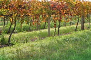 Orchards of the Cadell Valley, Riverland