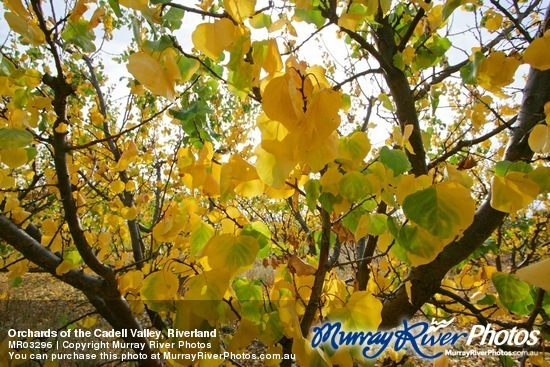 Orchards of the Cadell Valley, Riverland