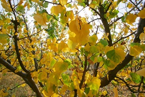 Orchards of the Cadell Valley, Riverland