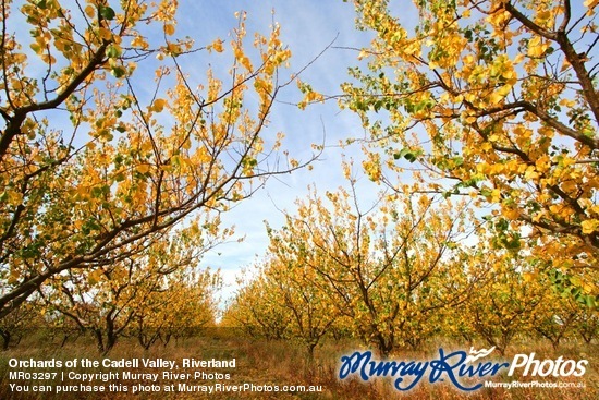 Orchards of the Cadell Valley, Riverland