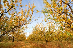 Orchards of the Cadell Valley, Riverland