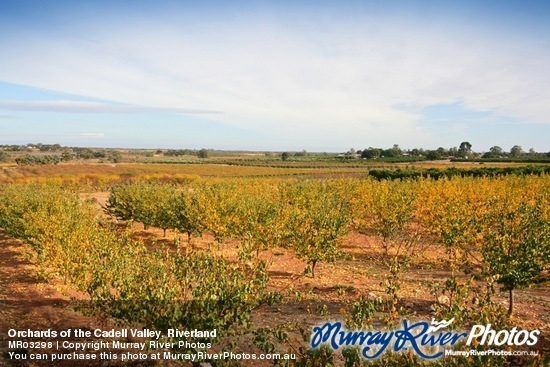 Orchards of the Cadell Valley, Riverland