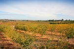 Orchards of the Cadell Valley, Riverland