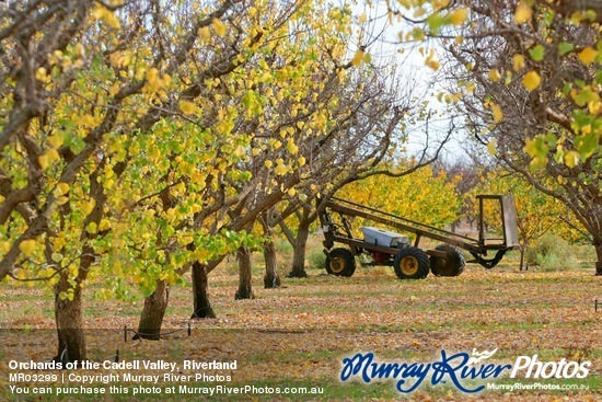 Orchards of the Cadell Valley, Riverland