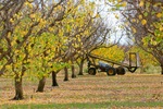 Orchards of the Cadell Valley, Riverland