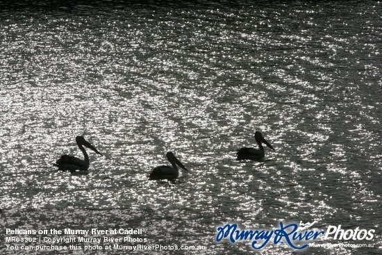 Pelicans on the Murray Rver at Cadell