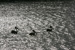 Pelicans on the Murray Rver at Cadell