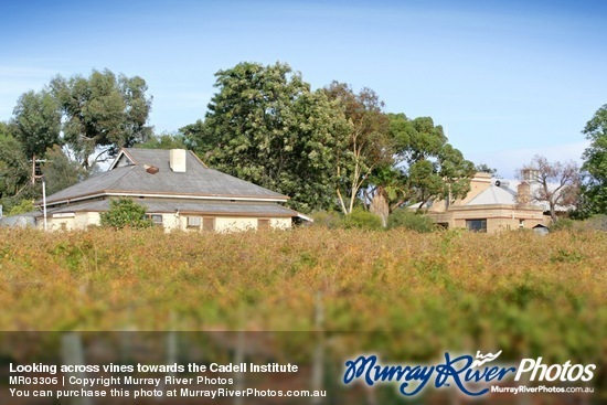 Looking across vines towards the Cadell Institute