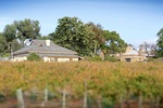 Looking across vines towards the Cadell Institute
