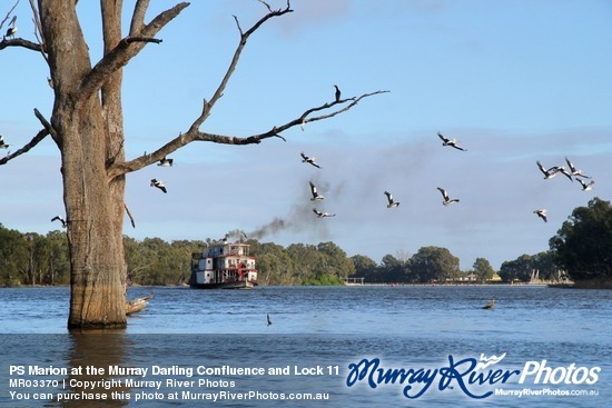 PS Marion at the Murray Darling Confluence and Lock 11