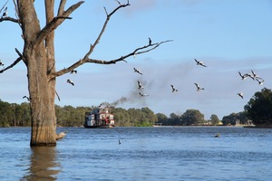 PS Marion at the Murray Darling Confluence and Lock 11