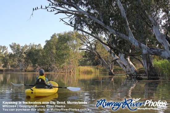 Kayaking in backwaters near Big Bend, Murraylands