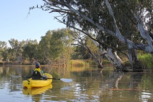 Kayaking in backwaters near Big Bend, Murraylands