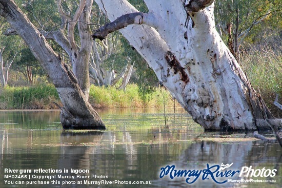 River gum reflections in lagoon
