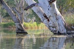 River gum reflections in lagoon