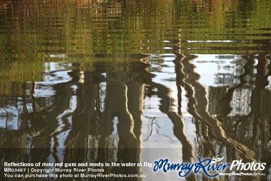 Reflections of river red gum and reeds in the water at Big Bend