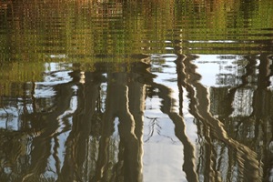 Reflections of river red gum and reeds in the water at Big Bend