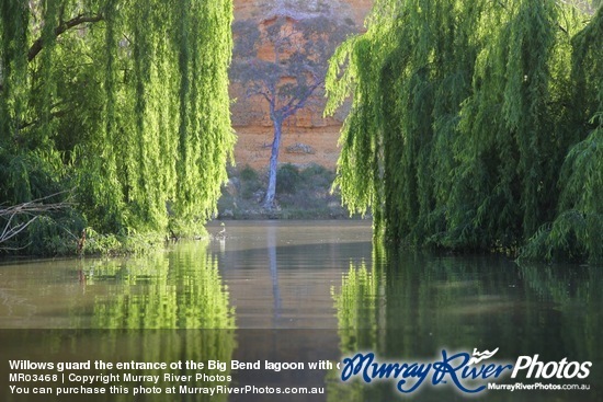 Willows guard the entrance ot the Big Bend lagoon with cliffs