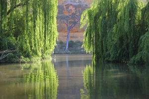 Willows guard the entrance ot the Big Bend lagoon with cliffs