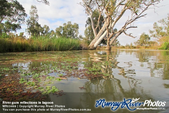 River gum reflections in lagoon