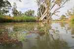 River gum reflections in lagoon