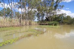 Nockburra Creek, Loch Luna, Riverland