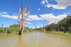 Nockburra Creek, Loch Luna, Riverland