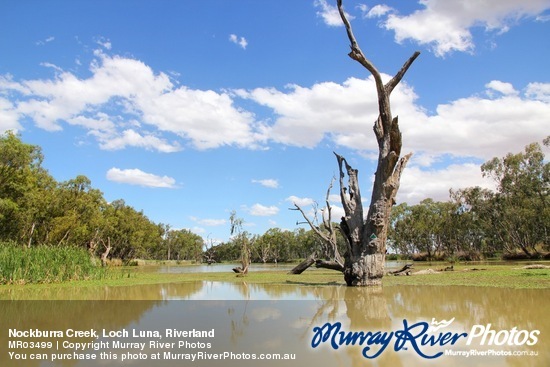 Nockburra Creek, Loch Luna, Riverland